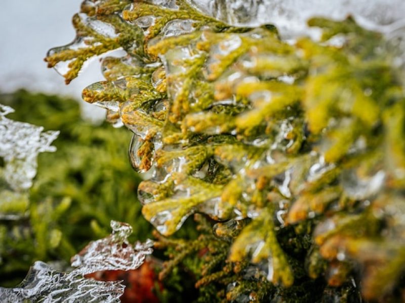 icy-tree-branches-tree-branches-with-ice-green-needles-with-ice_1101613-417
